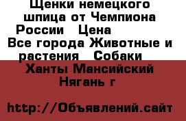 Щенки немецкого шпица от Чемпиона России › Цена ­ 50 000 - Все города Животные и растения » Собаки   . Ханты-Мансийский,Нягань г.